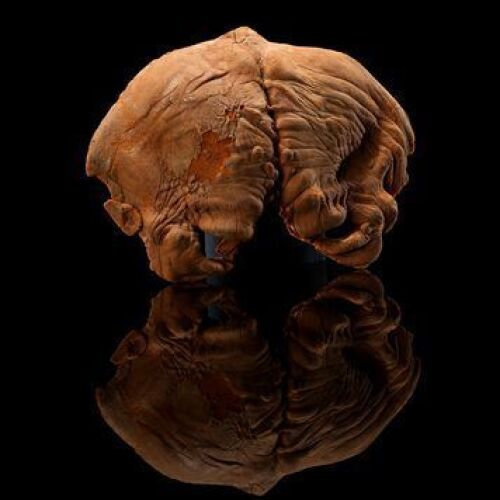 STAR WARS: EPISODE V - THE EMPIRE STRIKES BACK - Emperor Forehead Appliance