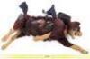 Lot #30 - ALIEN3 (1992) - Dog Puppet with Dogburster Alien - 5