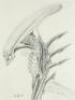 Lot #32 - ALIEN3 (1992) - Pair of Hand-Drawn Runner Concept Sketches by Tom Woodruff, Jr. and Alec Gillis - 7