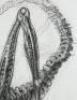 Lot #36 - ALIEN: RESURRECTION (1997) - Large Hand-Drawn Xenomorph Concept Sketch - 3