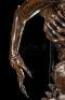 Lot #41 - ALIEN: RESURRECTION (1997) - Xenomorph Alien Display with Tail - 7