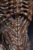 Lot #41 - ALIEN: RESURRECTION (1997) - Xenomorph Alien Display with Tail - 8