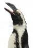 Lot #109 - BATMAN RETURNS (1992) - Animatronic Penguin - 6