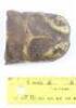 Lot #136 - BLACK SCORPION, THE (1957) - Phil Tippett Collection: Black Scorpion Head - 6