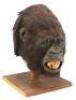 Lot #182 - CONGO (1995) - Animatronic Amy (Lorene Noh) Screaming Head - 2