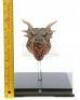 Lot #215 - DRAGONHEART (1996) - Phil Tippett Collection: Draco (Sean Connery) Head Maquette - 8