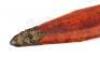 Lot #293 - GLADIATOR (2000) - General Maximus' (Russell Crowe) Stunt Roman Sword and Scabbard - 4