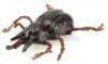 Lot #363 - INDIANA JONES AND THE TEMPLE OF DOOM (1984) - Pankot Palace Banquet Beetle - 3