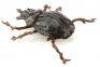 Lot #363 - INDIANA JONES AND THE TEMPLE OF DOOM (1984) - Pankot Palace Banquet Beetle - 4