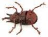 Lot #363 - INDIANA JONES AND THE TEMPLE OF DOOM (1984) - Pankot Palace Banquet Beetle - 5