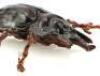 Lot #363 - INDIANA JONES AND THE TEMPLE OF DOOM (1984) - Pankot Palace Banquet Beetle - 6