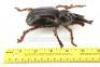 Lot #363 - INDIANA JONES AND THE TEMPLE OF DOOM (1984) - Pankot Palace Banquet Beetle - 7