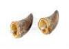 Lot #422 - JURASSIC PARK (1993) - Pair of Tyrannosaurus Rex Claws - 5