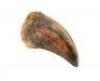 Lot #422 - JURASSIC PARK (1993) - Pair of Tyrannosaurus Rex Claws - 6