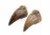 Lot #422 - JURASSIC PARK (1993) - Pair of Tyrannosaurus Rex Claws - 7