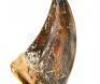 Lot #422 - JURASSIC PARK (1993) - Pair of Tyrannosaurus Rex Claws - 8