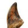 Lot #422 - JURASSIC PARK (1993) - Pair of Tyrannosaurus Rex Claws - 9
