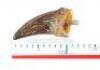 Lot #422 - JURASSIC PARK (1993) - Pair of Tyrannosaurus Rex Claws - 11