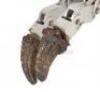 Lot #424 - JURASSIC PARK (1993) - Cable-Controlled Velociraptor Puppet Feet With Claws - 12