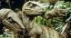 Lot #425 - JURASSIC PARK (1993) - Phil Tippett Collection: Pair of Video Animatics Velociraptor Stop-Motion Puppets - 22