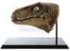 Lot #427 - JURASSIC PARK (1993) - Velociraptor Paint Test Head - 3