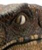 Lot #427 - JURASSIC PARK (1993) - Velociraptor Paint Test Head - 7