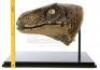 Lot #427 - JURASSIC PARK (1993) - Velociraptor Paint Test Head - 10