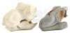 Lot #431 - JURASSIC PARK (1993) - Phil Tippett Collection: D.I.D. Raptor and T-Rex Head Castings - 4