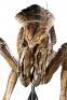 Lot #485 - MEN IN BLACK (1997) - Full-Size Edgar Bug Animatronic Alien - 16