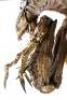 Lot #485 - MEN IN BLACK (1997) - Full-Size Edgar Bug Animatronic Alien - 20
