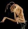 Lot #486 - MEN IN BLACK II (2002) - Oversized Worm Guy Animatronic Insert Puppet - 13