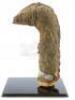 Lot #520 - PIRANHA (1978) - Phil Tippett Collection: Eel in Tank Puppet Display - 4