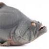 Lot #521 - PIRANHA (1978) - Phil Tippett Collection: Piranha Puppet - 8