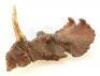 Lot #537 - PREHISTORIC BEAST (1985) - Phil Tippett Collection: Single-Horned Dinosaur Puppet Head - 2