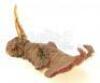 Lot #537 - PREHISTORIC BEAST (1985) - Phil Tippett Collection: Single-Horned Dinosaur Puppet Head - 3