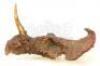 Lot #537 - PREHISTORIC BEAST (1985) - Phil Tippett Collection: Single-Horned Dinosaur Puppet Head - 6