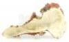 Lot #537 - PREHISTORIC BEAST (1985) - Phil Tippett Collection: Single-Horned Dinosaur Puppet Head - 7