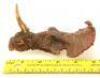 Lot #537 - PREHISTORIC BEAST (1985) - Phil Tippett Collection: Single-Horned Dinosaur Puppet Head - 8