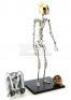 Lot #560 - ROCKETEER, THE (1991) - Stop-Motion Rocketeer Puppet Armature and Related Production Ephemera - 2