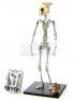 Lot #560 - ROCKETEER, THE (1991) - Stop-Motion Rocketeer Puppet Armature and Related Production Ephemera - 3