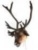Lot #574 - SANTA CLAUSE 2, THE (2002) - Pair of Reindeer Heads With Antlers - 5