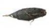 Lot #630 - STAR TREK: VOYAGER (T.V. SERIES, 1995-2001) - Screen-Matched Kazon Predator-Class Carrier Wreck Model Miniature