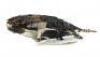 Lot #630 - STAR TREK: VOYAGER (T.V. SERIES, 1995-2001) - Screen-Matched Kazon Predator-Class Carrier Wreck Model Miniature - 2