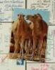 Lot #673 - STAR WARS: A NEW HOPE (1977) - Set of Postcards Sent by Bunny Alsup During Filming - 6