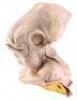Lot #727 - STAR WARS: RETURN OF THE JEDI (1983) - Phil Tippett Collection: Admiral Ackbar (Tim Rose) Silicone Head Casting from Original Molds - 4