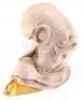 Lot #727 - STAR WARS: RETURN OF THE JEDI (1983) - Phil Tippett Collection: Admiral Ackbar (Tim Rose) Silicone Head Casting from Original Molds - 5