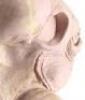 Lot #727 - STAR WARS: RETURN OF THE JEDI (1983) - Phil Tippett Collection: Admiral Ackbar (Tim Rose) Silicone Head Casting from Original Molds - 8