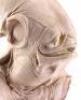 Lot #727 - STAR WARS: RETURN OF THE JEDI (1983) - Phil Tippett Collection: Admiral Ackbar (Tim Rose) Silicone Head Casting from Original Molds - 9