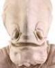 Lot #727 - STAR WARS: RETURN OF THE JEDI (1983) - Phil Tippett Collection: Admiral Ackbar (Tim Rose) Silicone Head Casting from Original Molds - 10