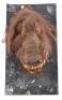 Lot #743 - CARAVAN OF COURAGE: AN EWOK ADVENTURE (1984) - Phil Tippett Collection: Boar-Wolf Head Maquette